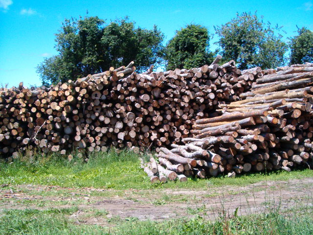 Kiln Dried Firewood